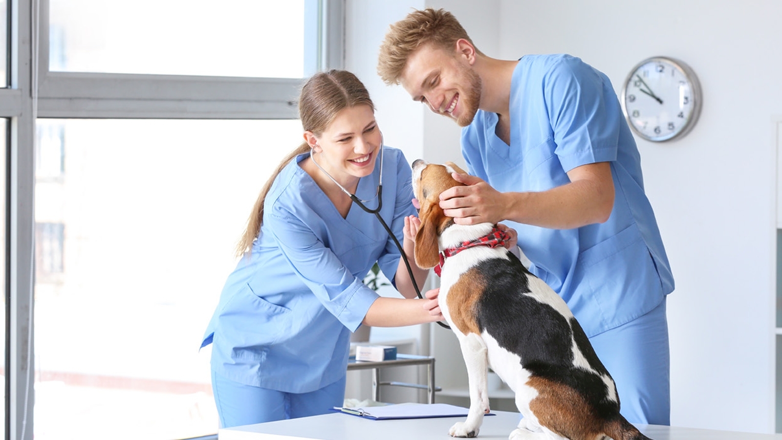 Two individuals examine a small dog on an exam room table