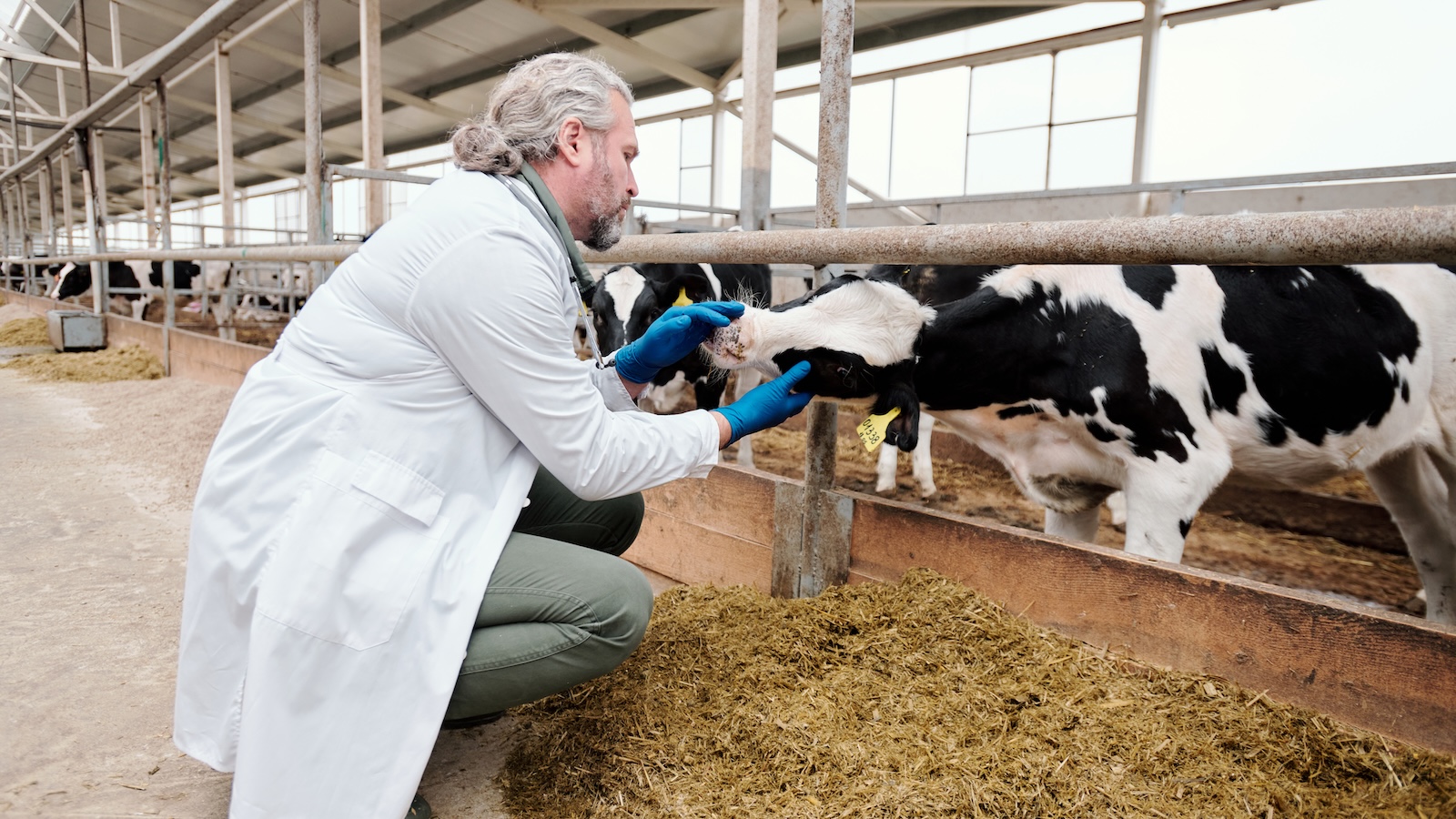Animal science professional on a dairy farm
